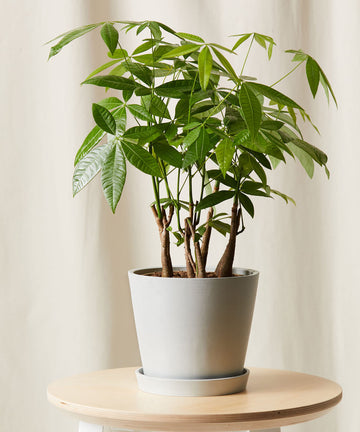 Money Tree Forest