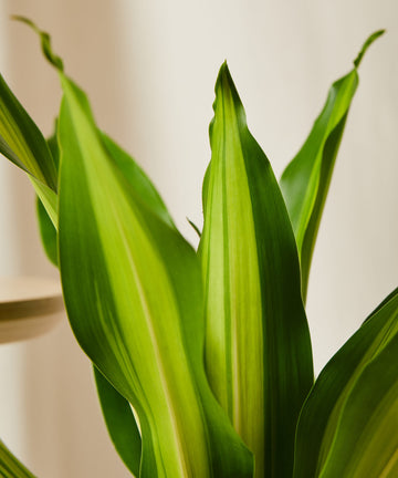 Dracaena Golden Heart