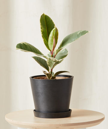 Ficus Tineke