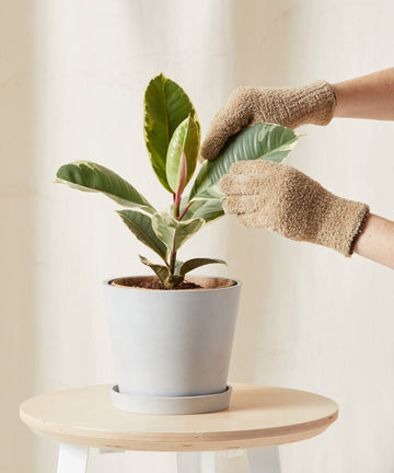 Ficus Tineke
